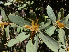 Chrysolepis sempervirens