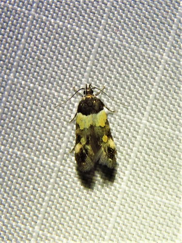 Orange-banded Triclonella photo 5
