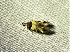 Triclonella determinatella