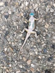 Sceloporus occidentalis