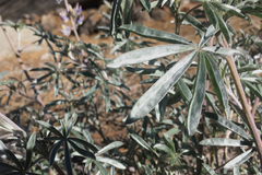 Lupinus elatus