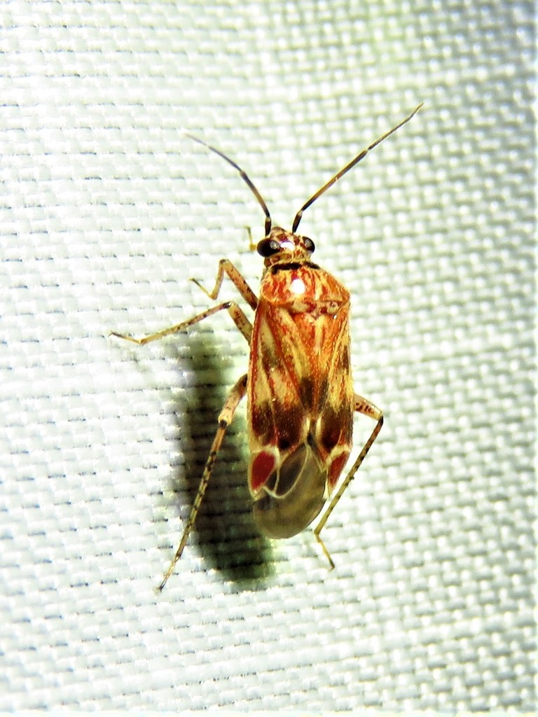 Plagiognathus grandis