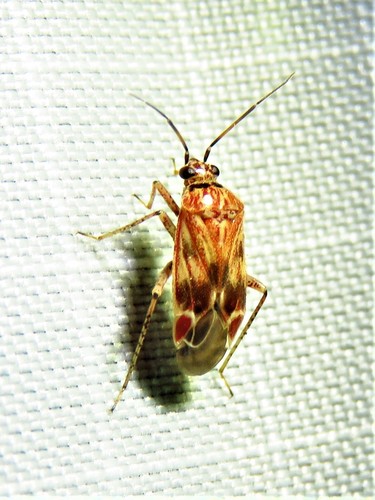 Plagiognathus grandis