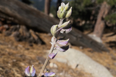 Lupinus elatus
