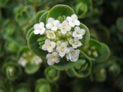 Pimelea flava dichotoma