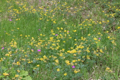 Coronilla coronata