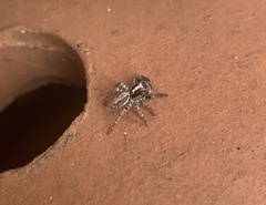 Asaphobelis physonychus