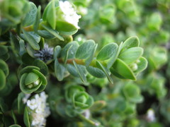 Pimelea flava dichotoma