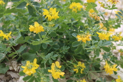 Coronilla coronata
