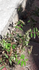 Euphorbia hypericifolia