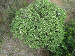 Pimelea flava dichotoma