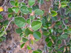 Pomaderris paniculosa paniculosa