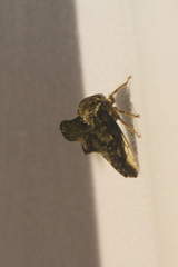 Heliria cristata