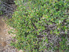 Pomaderris paniculosa paniculosa