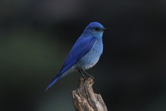 Mountain Bluebird photo 2
