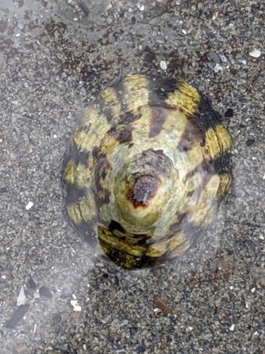 Shield Limpet