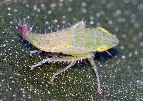 Privet Leafhopper photo 3
