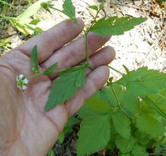 Geum canadense texanum