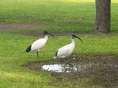 Threskiornis molucca