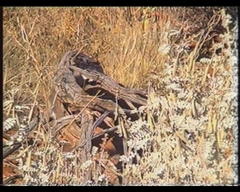 Melanodryas cucullata