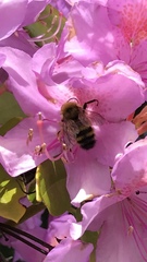 Bombus sitkensis