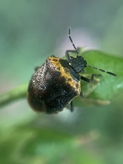 Cosmopepla uhleri