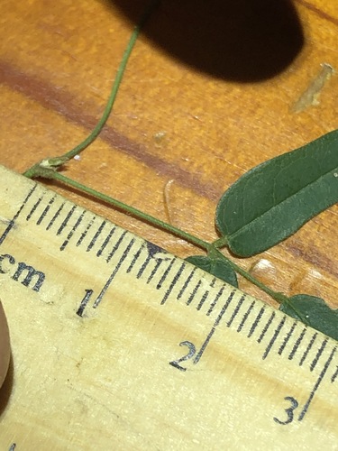 Image of Galactia tenuiflora by (c) Greg Tasney, some rights reserved (CC BY-SA)