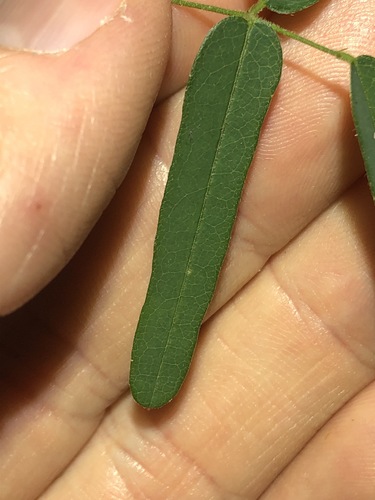 Image of Galactia tenuiflora by (c) Greg Tasney, some rights reserved (CC BY-SA)