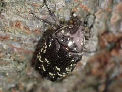 Protaetia orientalis