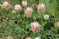 Trifolium ambiguum