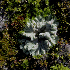 Riccia crystallina