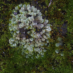 Riccia spongiosula