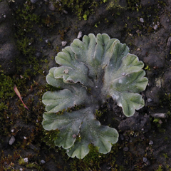 Riccia cartilaginosa