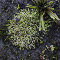Riccia multifida