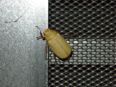 Cyphochilus apicalis