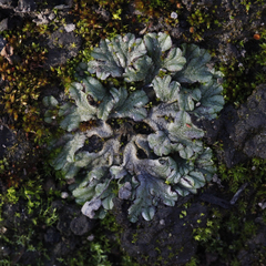 Riccia spongiosula