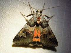 Drasteria ingeniculata