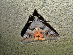 Drasteria ingeniculata