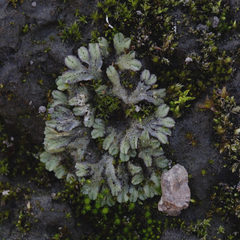Riccia spongiosula
