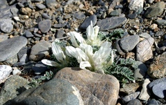 Astragalus hypogaeus