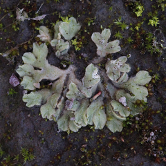 Riccia spongiosula