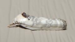 Antaeotricha
