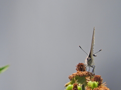 Callophrys xami xami