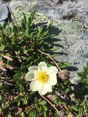 Dryas incisa