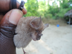 Rhinolophus deckenii