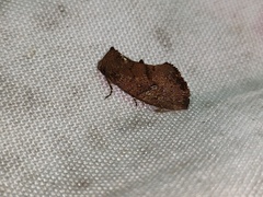 Elusa ustula