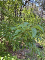Malus hupehensis