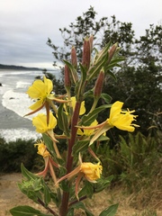 Oenothera wolfii