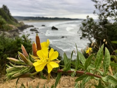 Oenothera wolfii