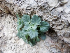 Holmgrenanthe petrophila